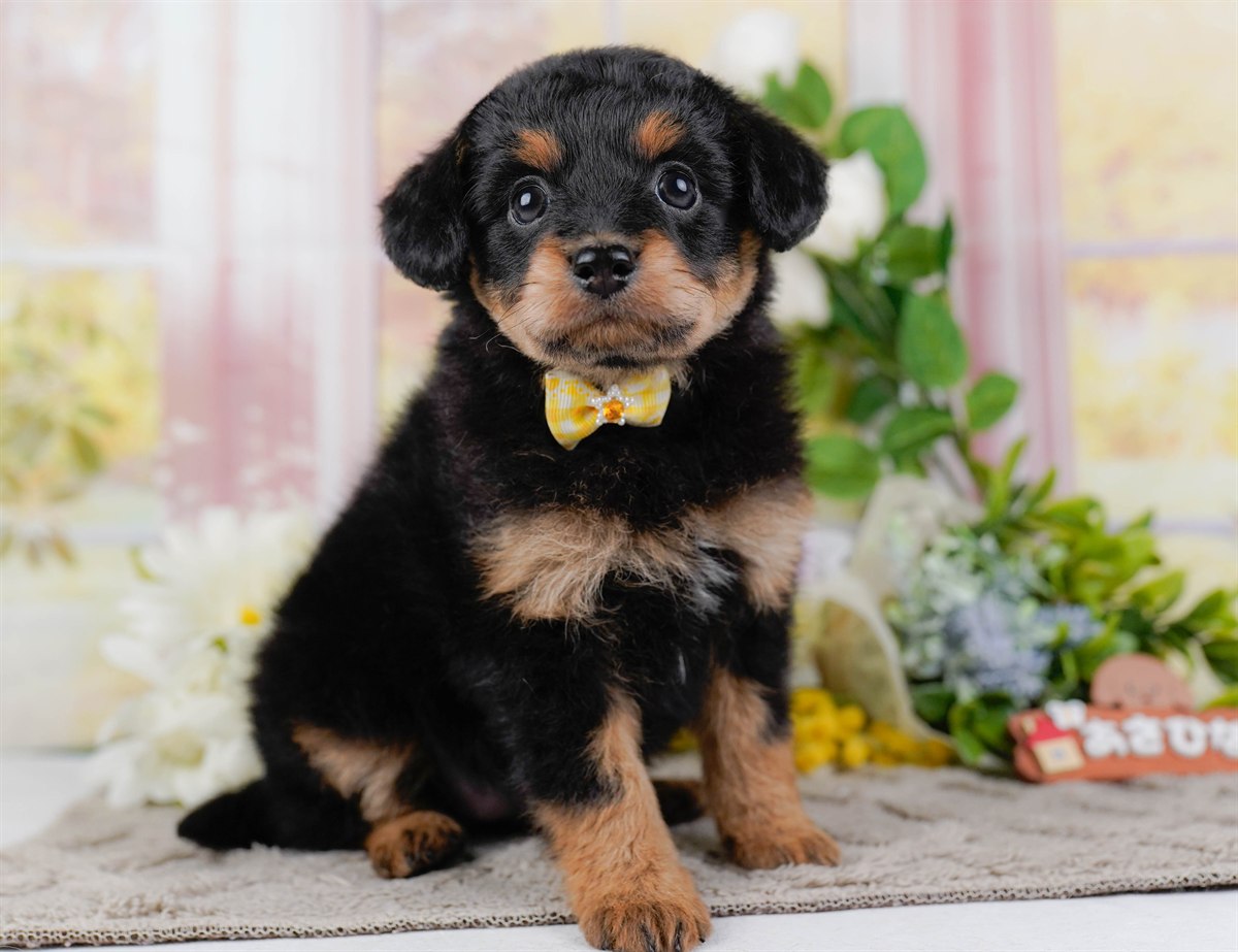 チワプー | 女の子 | ブラック＆タン | 2026年2月17日（ID:dog-200015615）