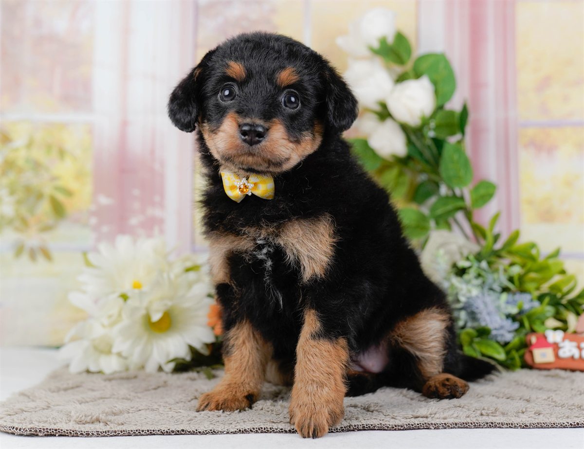 チワプー | 女の子 | ブラック＆タン | 2026年2月17日（ID:dog-200015615）