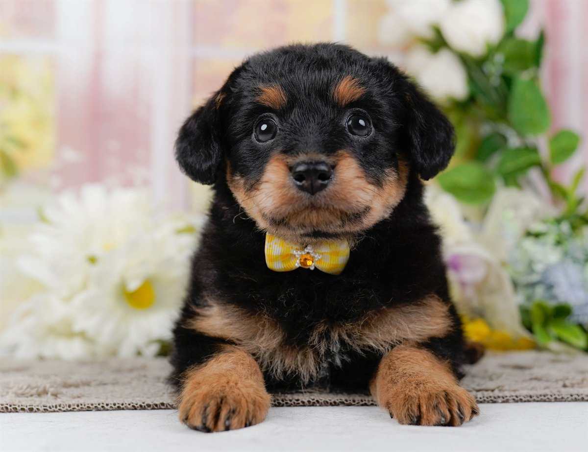 チワプー | 女の子 | ブラック＆タン | 2026年2月17日（ID:dog-200015615）