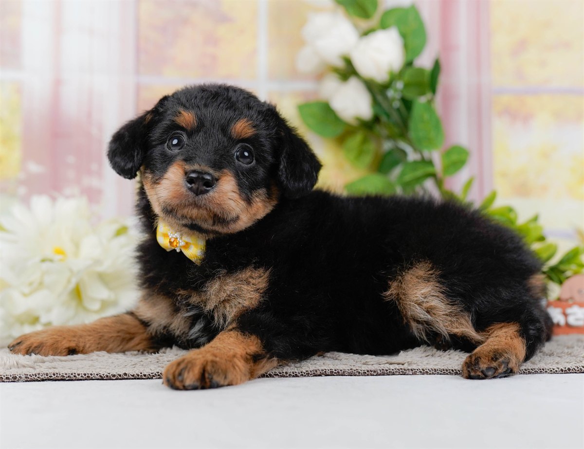 チワプー | 女の子 | ブラック＆タン | 2026年2月17日（ID:dog-200015615）