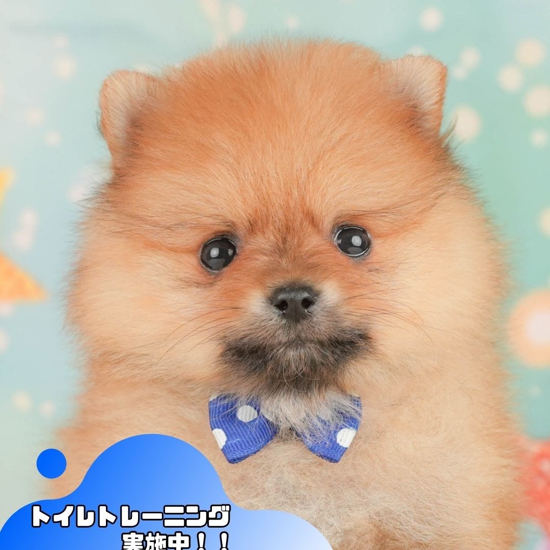 ポメラニアン | 男の子 | オレンジ | 2026年2月17日（ID:dog-200015616）