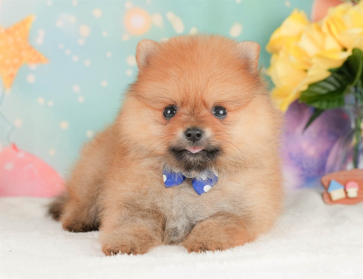 ポメラニアン | 男の子 | オレンジ | 2026年2月17日（ID:dog-200015616）