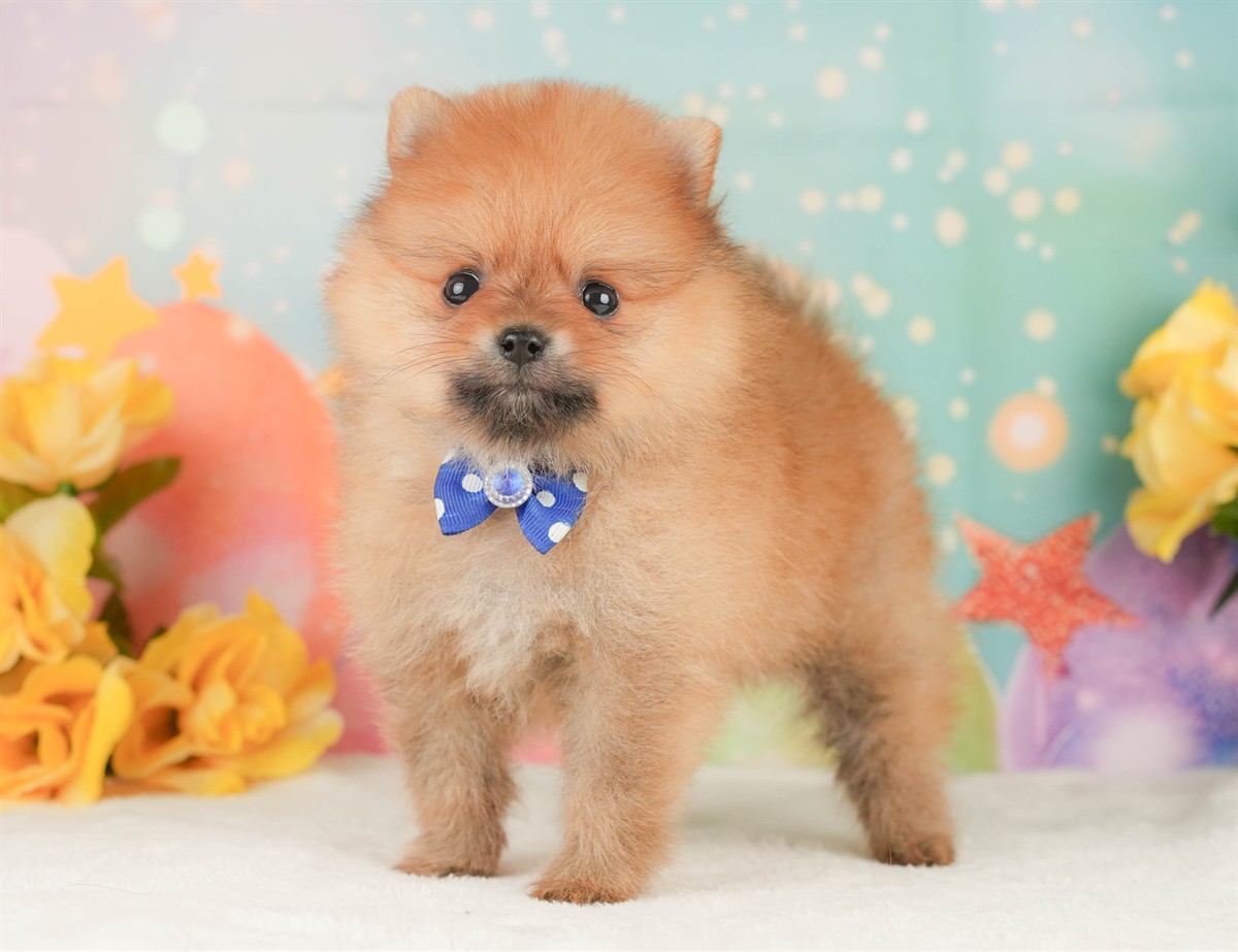 ポメラニアン | 男の子 | オレンジ | 2026年2月17日（ID:dog-200015616）