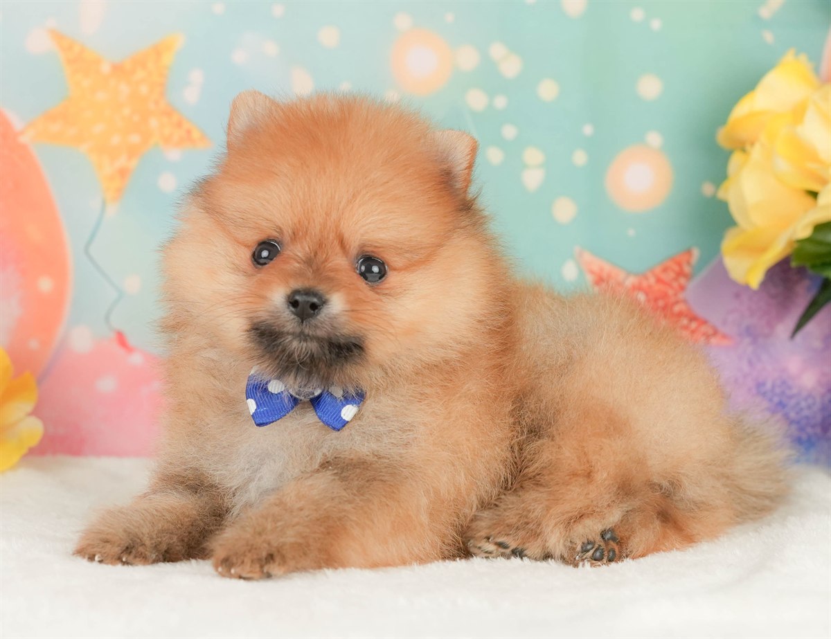 ポメラニアン | 男の子 | オレンジ | 2026年2月17日（ID:dog-200015616）