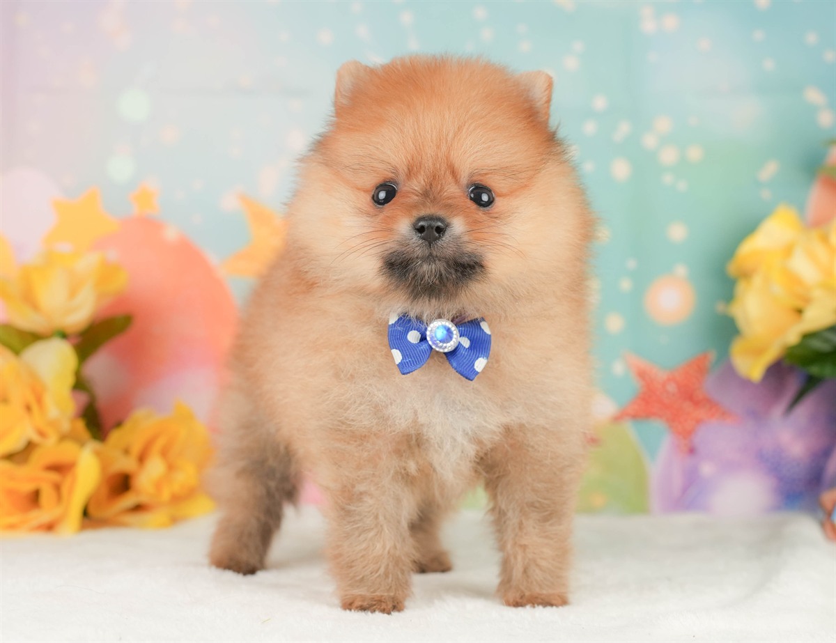 ポメラニアン | 男の子 | オレンジ | 2026年2月17日（ID:dog-200015616）
