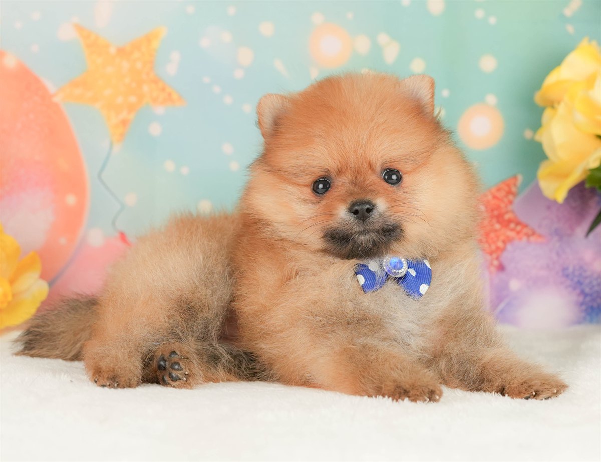 ポメラニアン | 男の子 | オレンジ | 2026年2月17日（ID:dog-200015616）