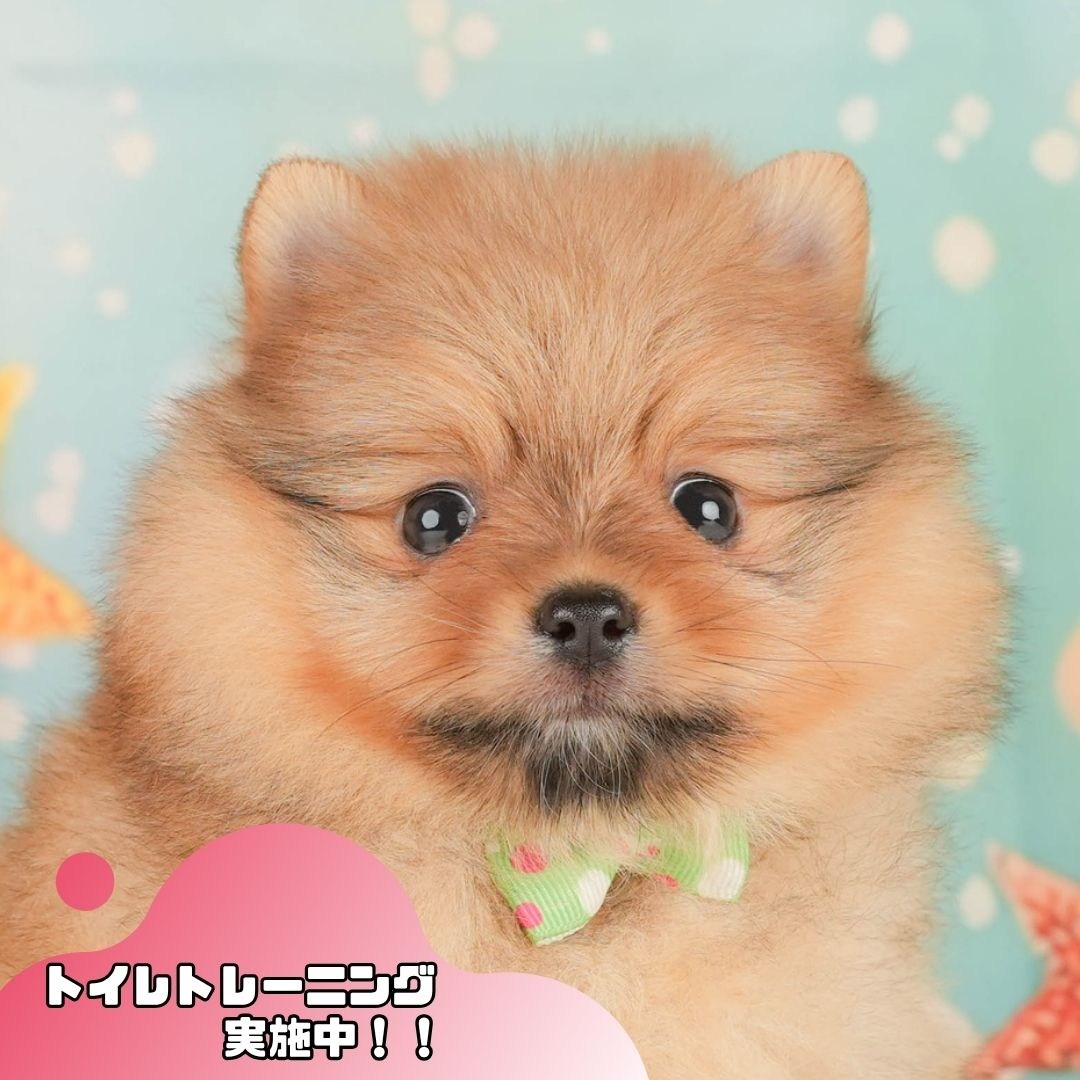 ポメラニアン | 男の子 | オレンジ | 2026年2月17日（ID:dog-200015617）