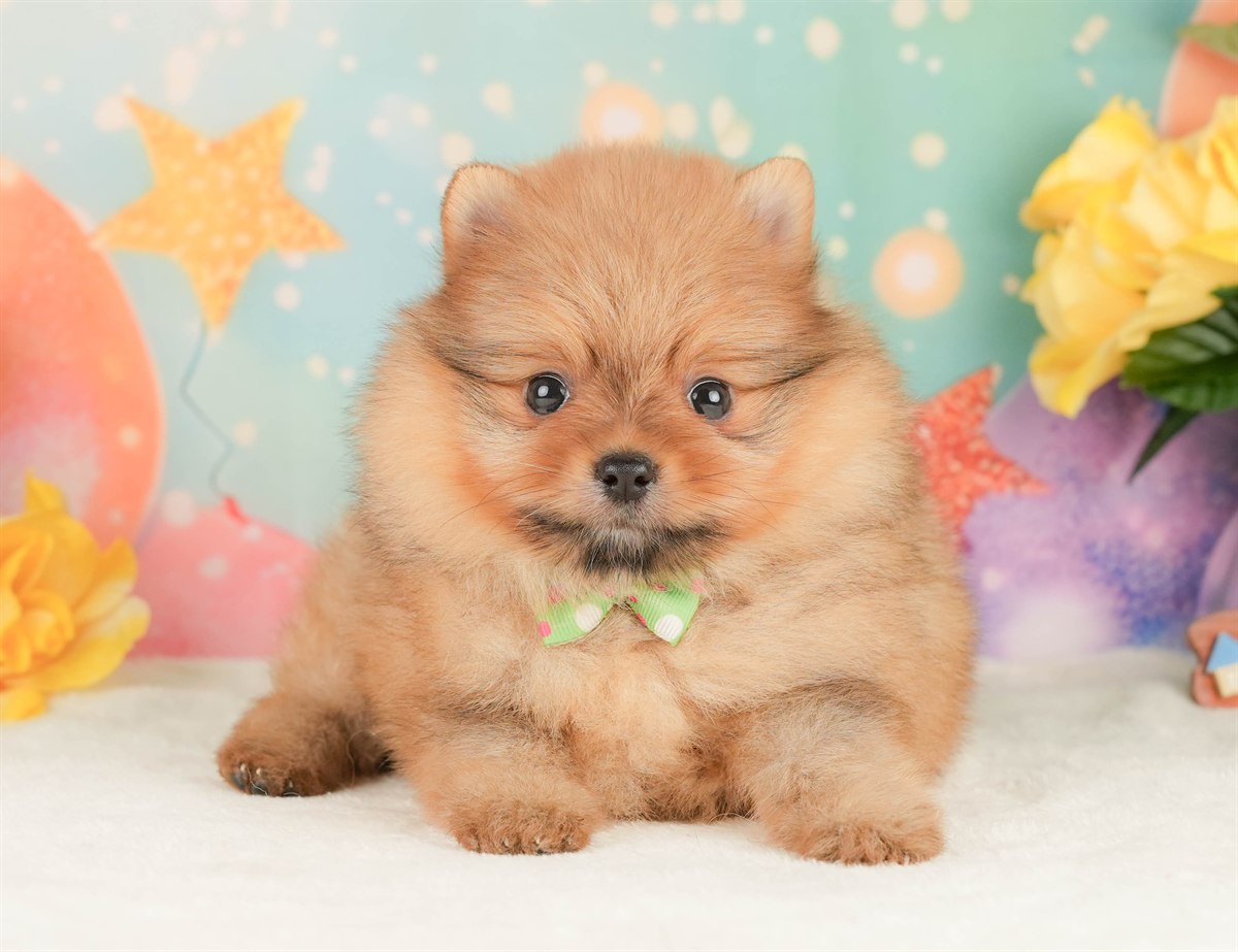 ポメラニアン | 男の子 | オレンジ | 2026年2月17日（ID:dog-200015617）