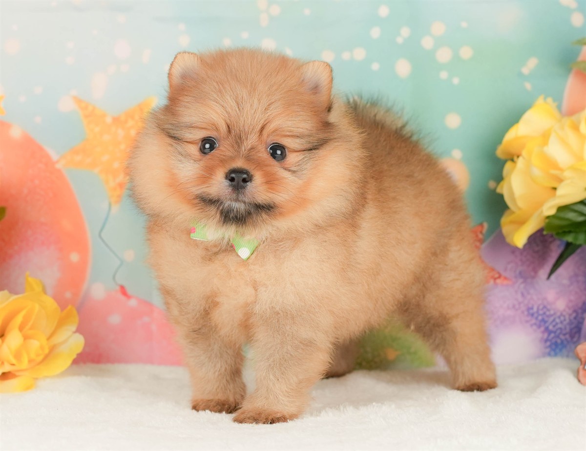 ポメラニアン | 男の子 | オレンジ | 2026年2月17日（ID:dog-200015617）