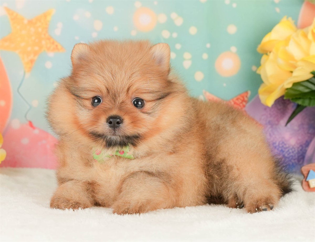 ポメラニアン | 男の子 | オレンジ | 2026年2月17日（ID:dog-200015617）