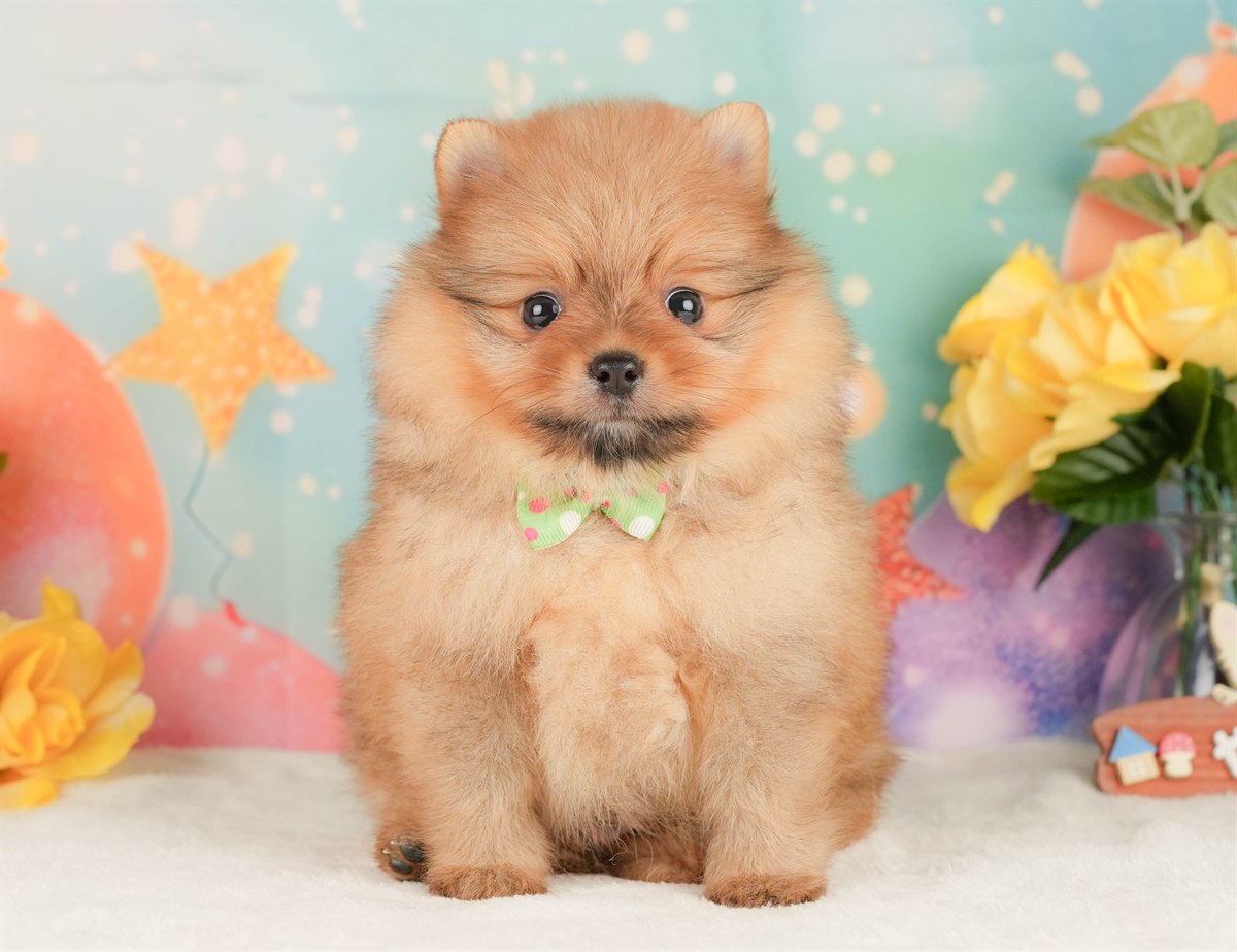 ポメラニアン | 男の子 | オレンジ | 2026年2月17日（ID:dog-200015617）