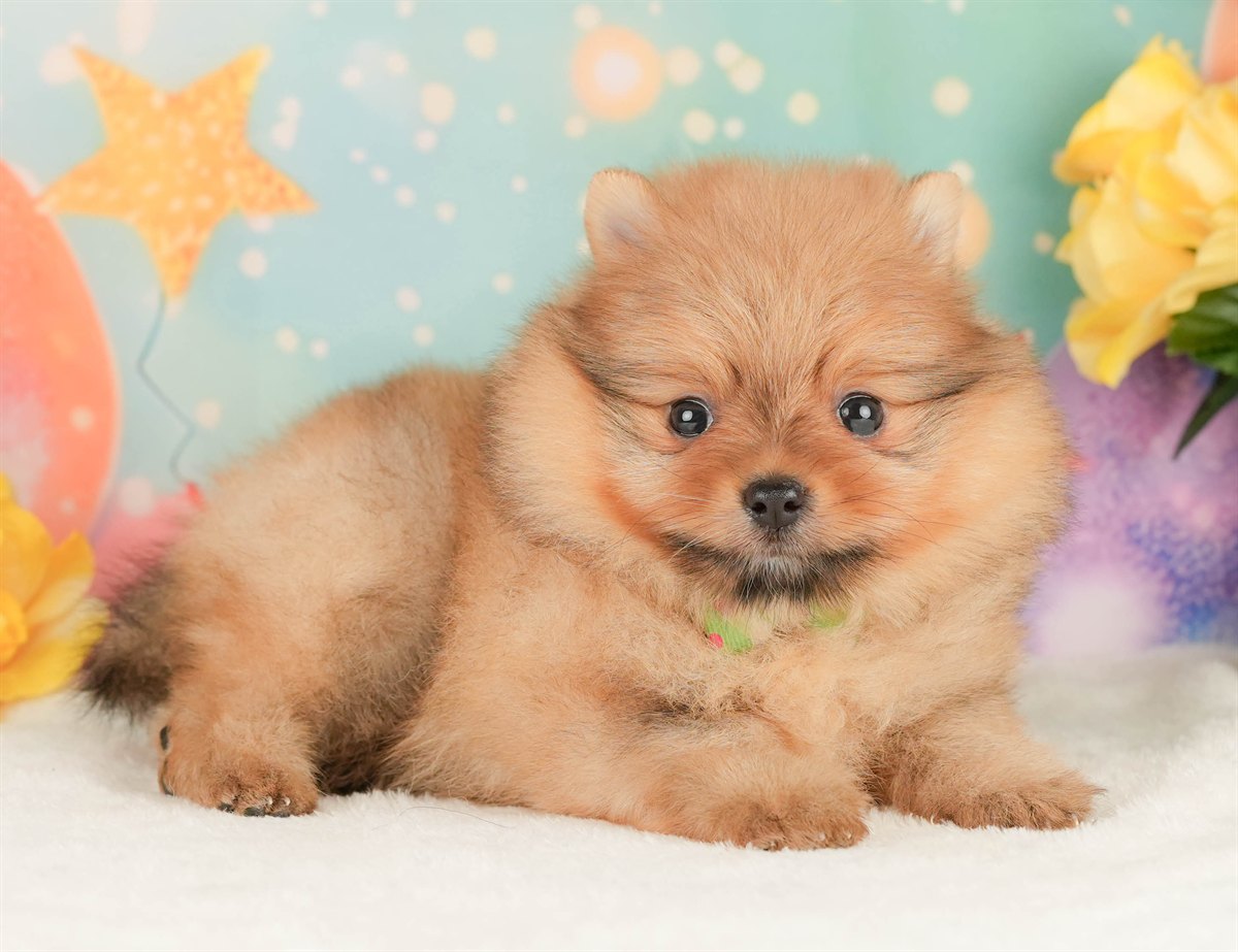 ポメラニアン | 男の子 | オレンジ | 2026年2月17日（ID:dog-200015617）