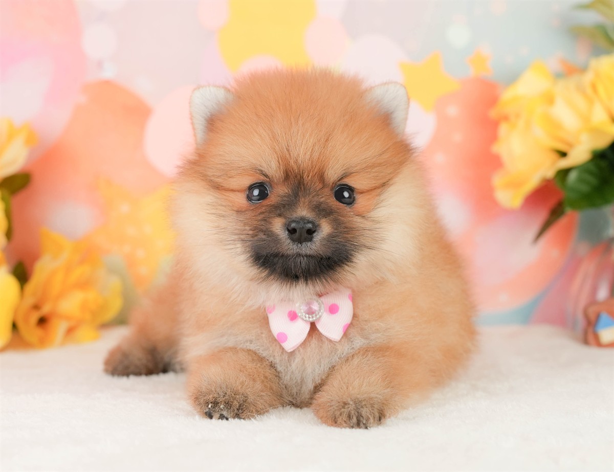 ポメラニアン | 女の子 | オレンジ | 2026年2月17日（ID:dog-200015618）