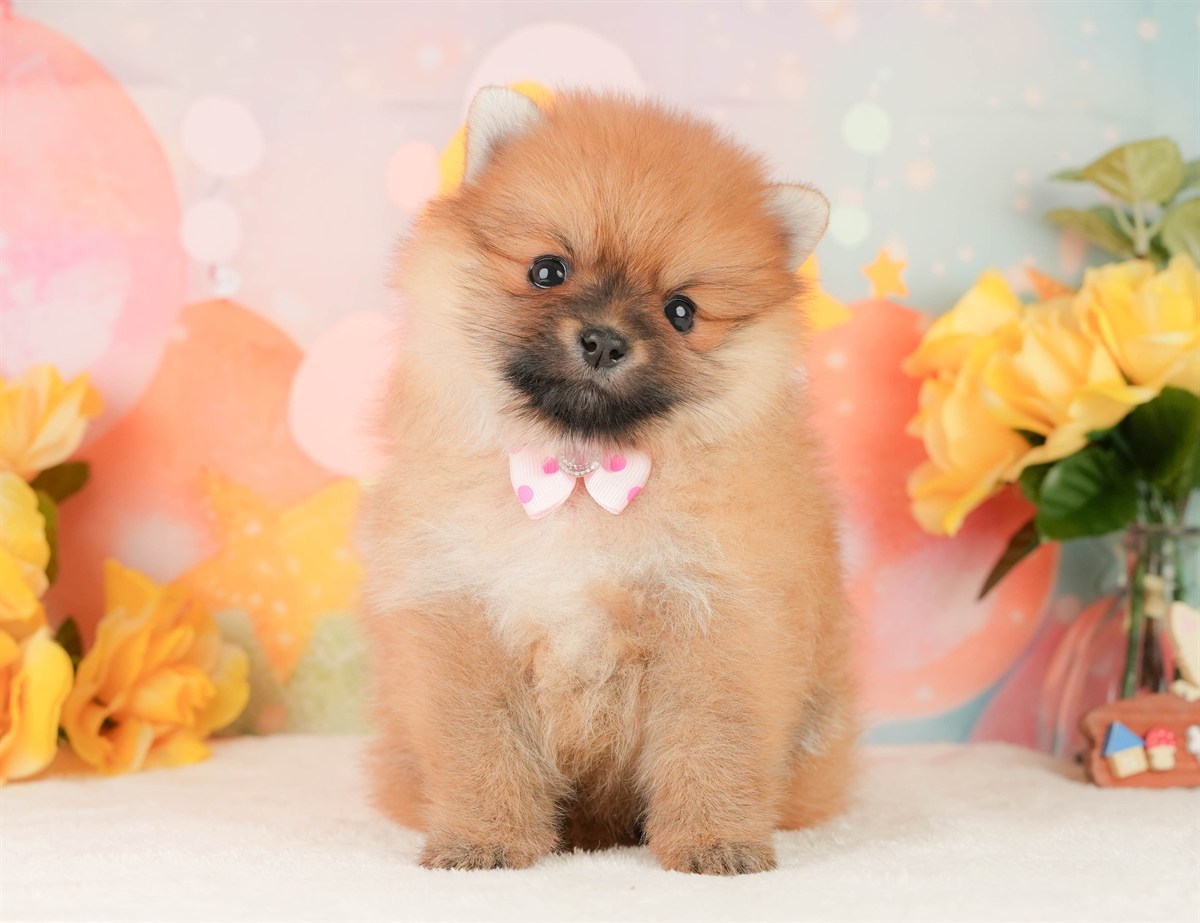ポメラニアン | 女の子 | オレンジ | 2026年2月17日（ID:dog-200015618）