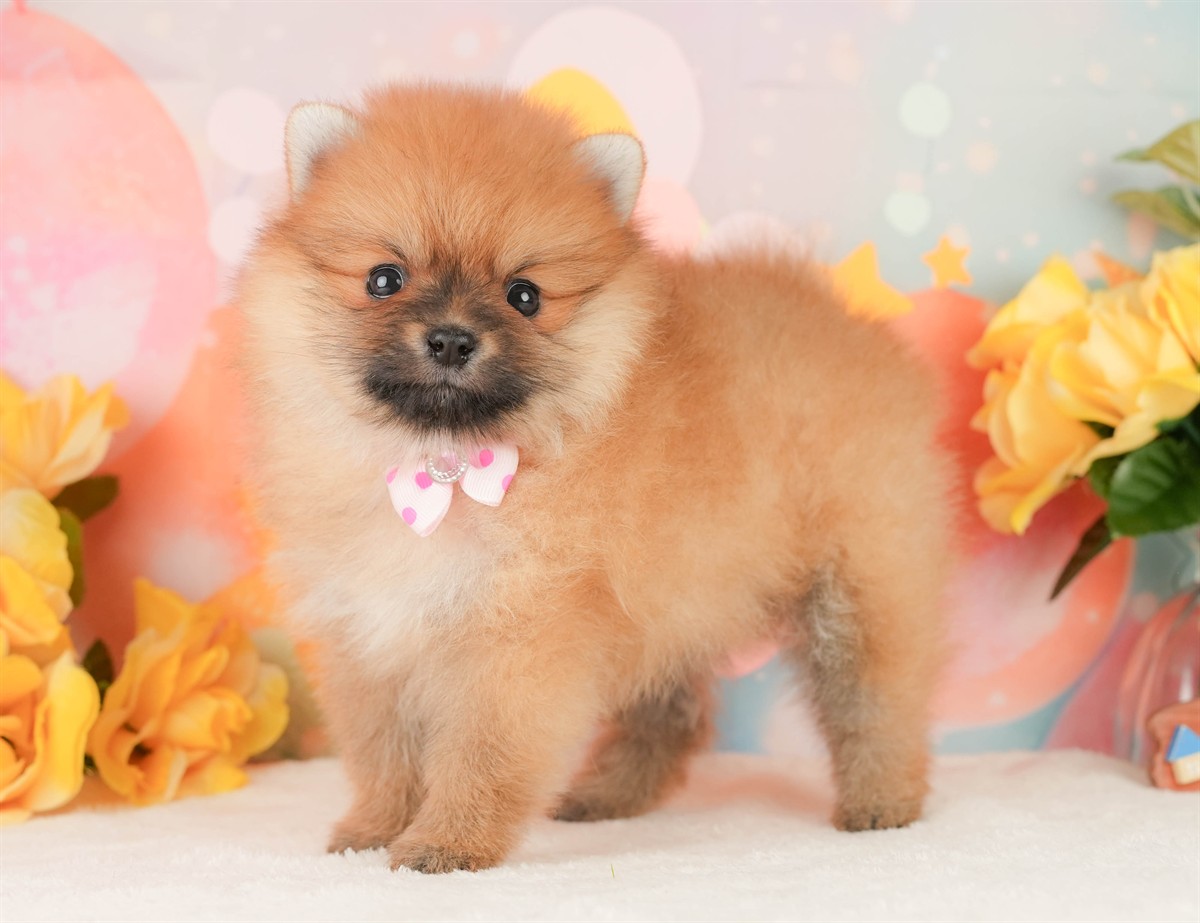 ポメラニアン | 女の子 | オレンジ | 2026年2月17日（ID:dog-200015618）
