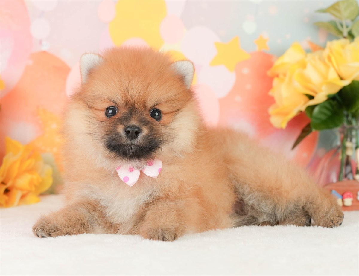 ポメラニアン | 女の子 | オレンジ | 2026年2月17日（ID:dog-200015618）