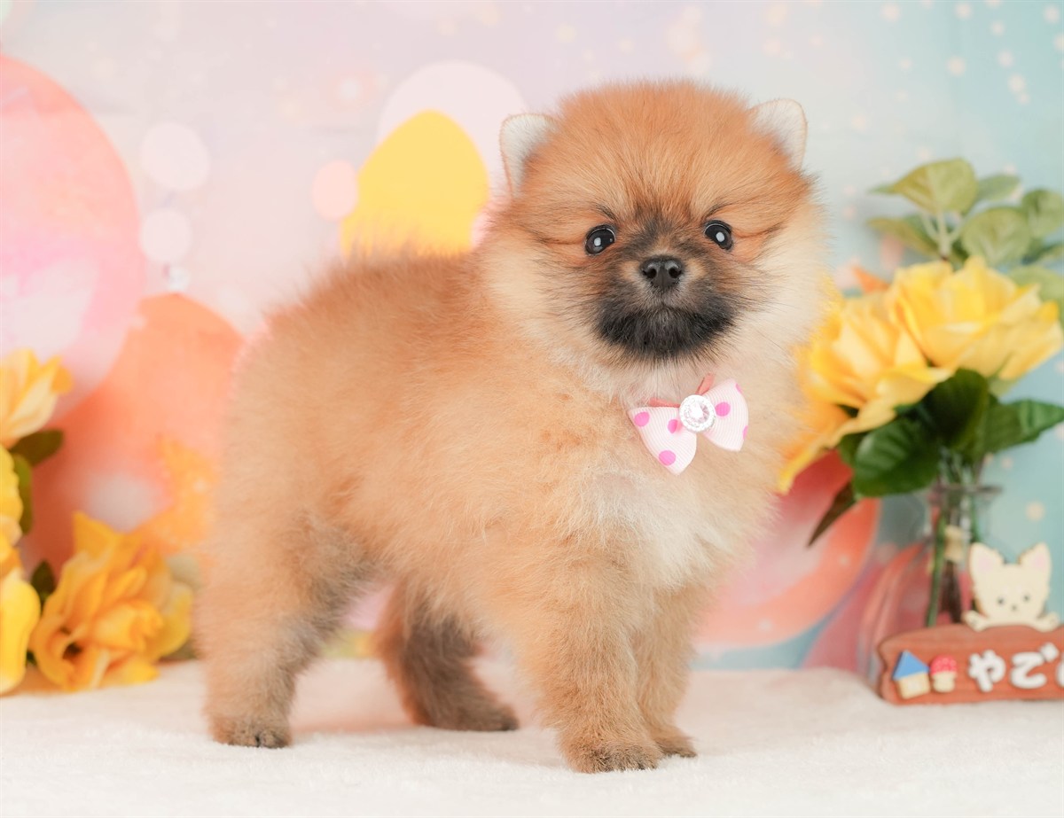 ポメラニアン | 女の子 | オレンジ | 2026年2月17日（ID:dog-200015618）