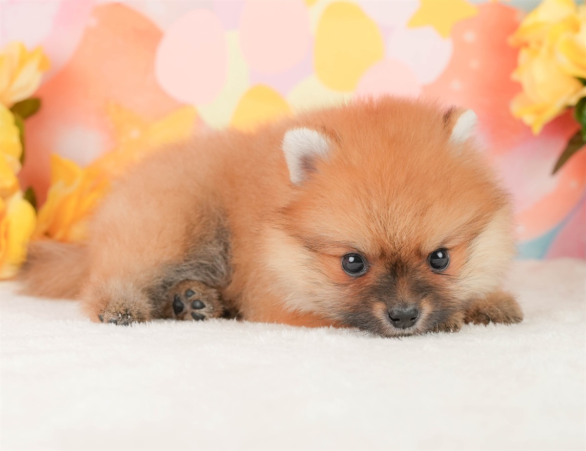 ポメラニアン | 女の子 | オレンジ | 2026年2月17日（ID:dog-200015618）