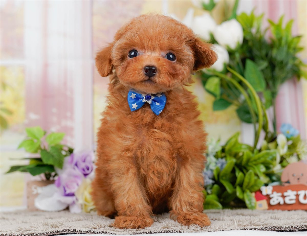 ティーカップ・プードル | 男の子 | レッド | 2026年2月17日（ID:dog-200015623）