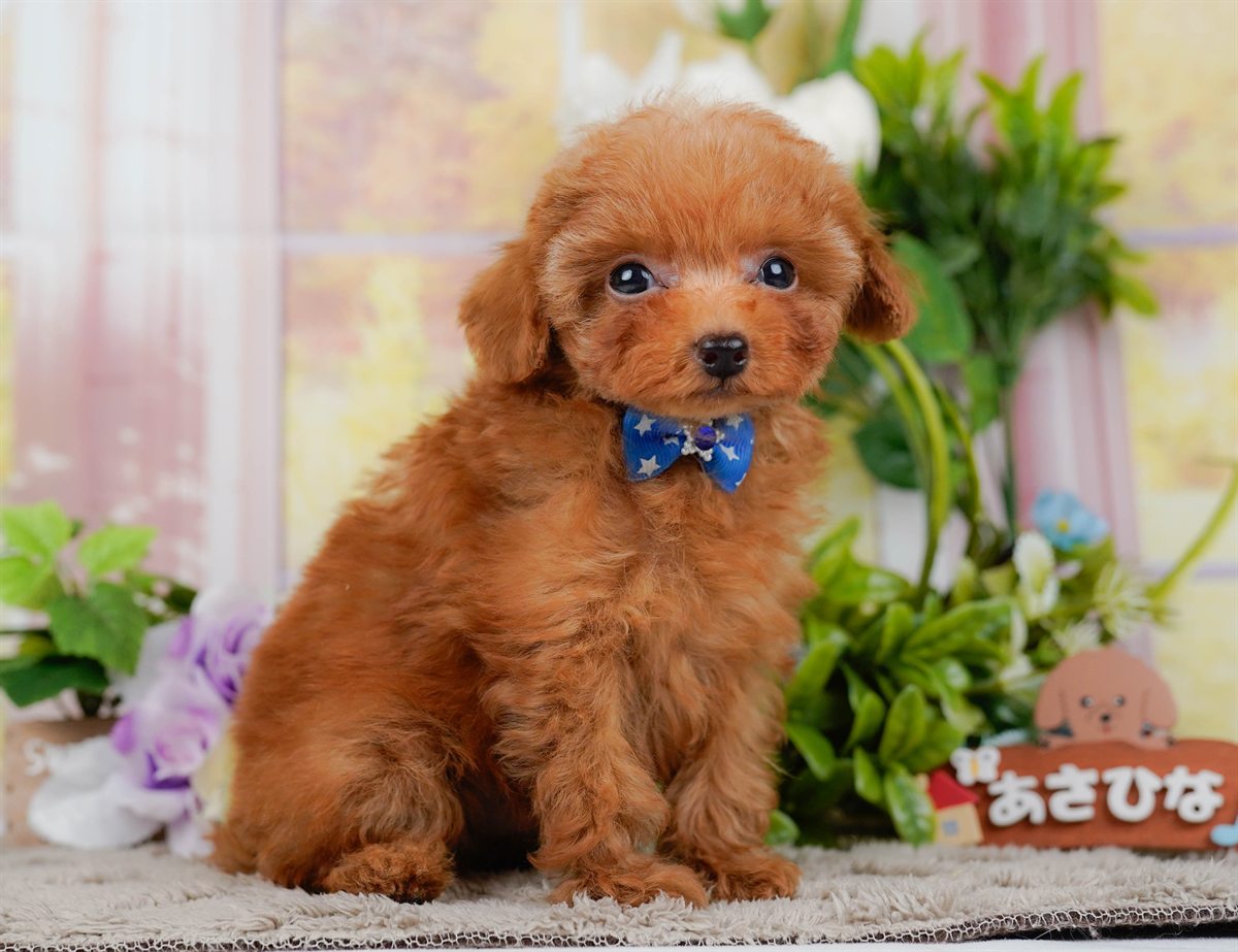 ティーカップ・プードル | 男の子 | レッド | 2026年2月17日（ID:dog-200015623）