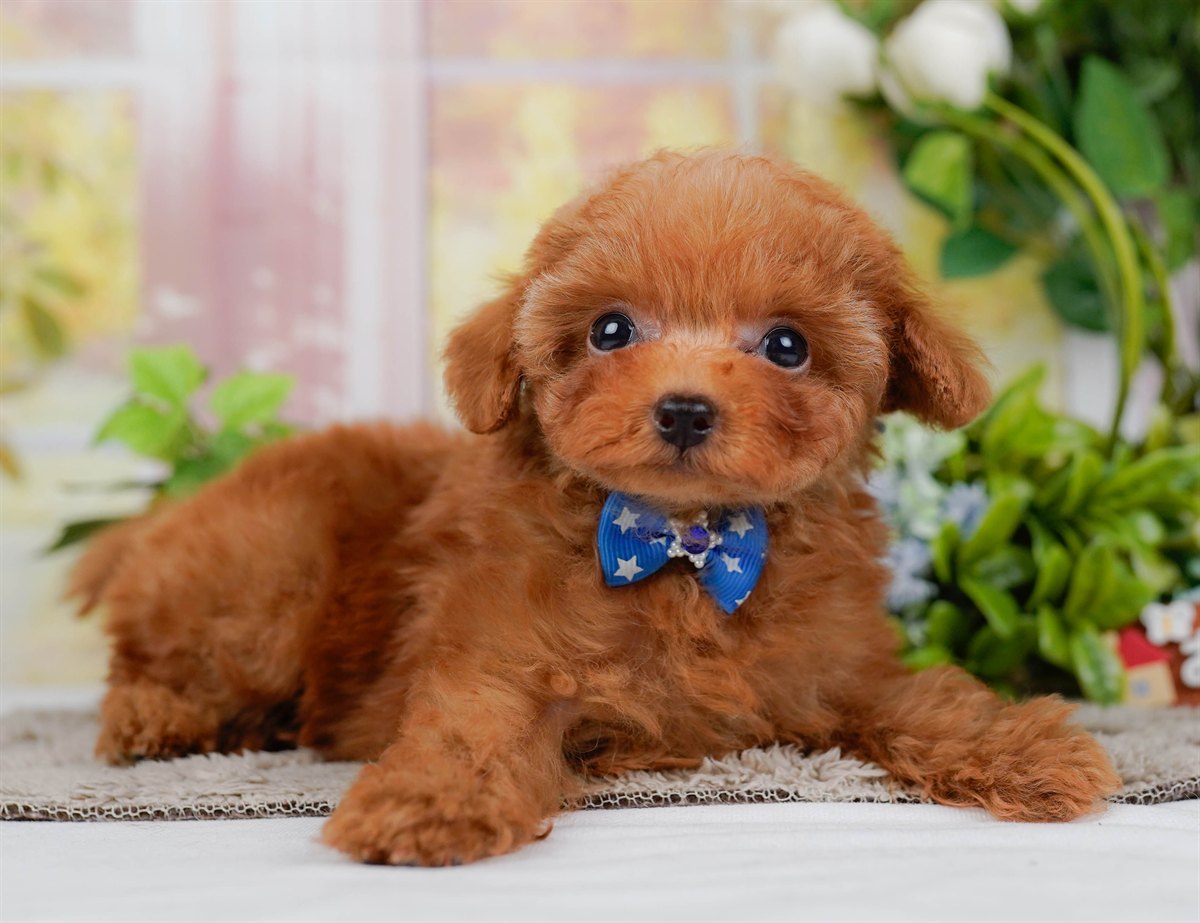 ティーカップ・プードル | 男の子 | レッド | 2026年2月17日（ID:dog-200015623）