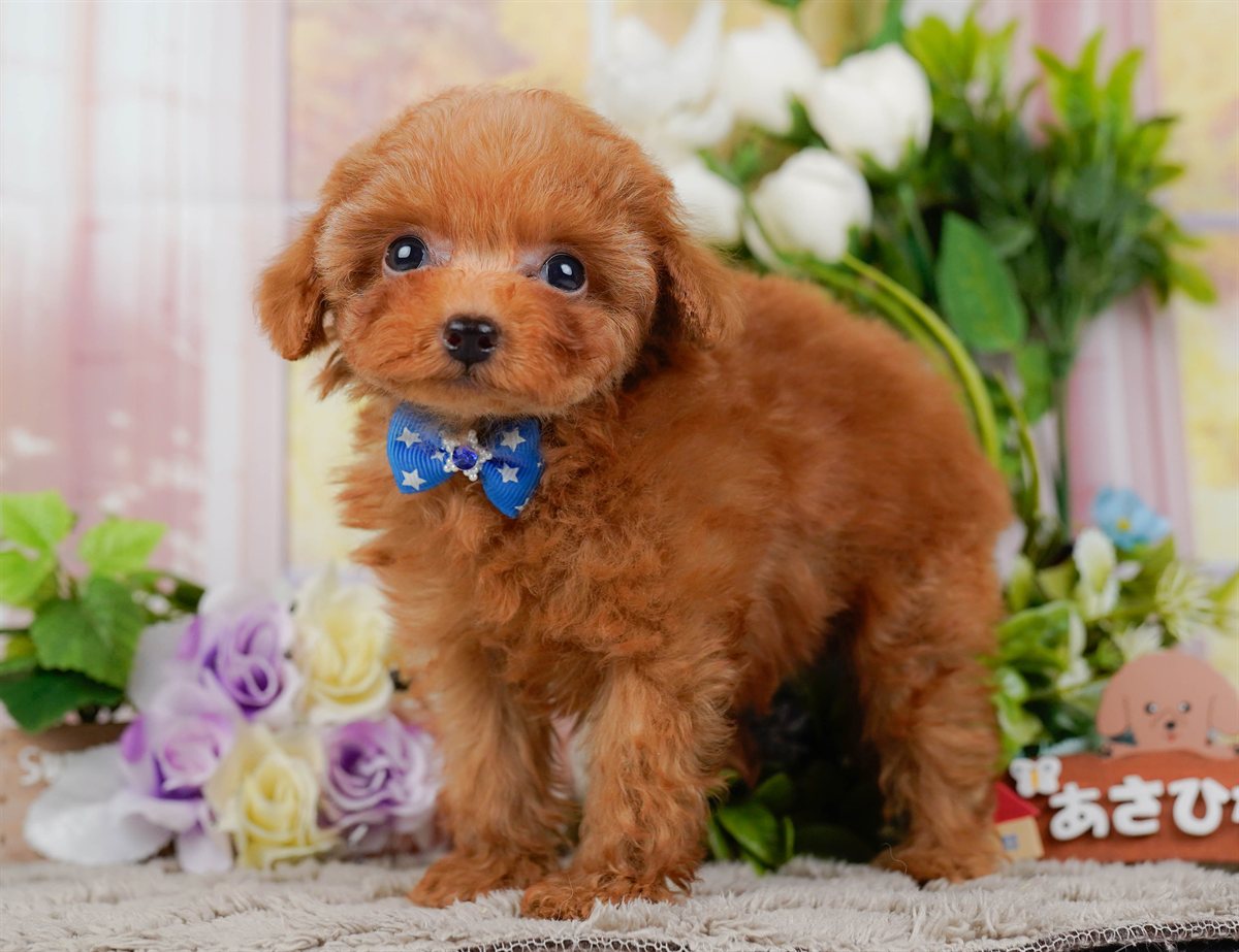 ティーカップ・プードル | 男の子 | レッド | 2026年2月17日（ID:dog-200015623）