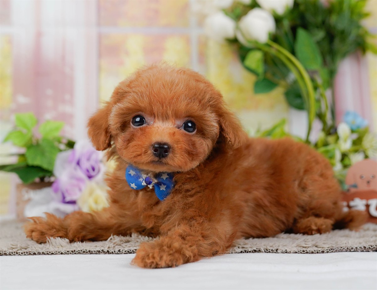 ティーカップ・プードル | 男の子 | レッド | 2026年2月17日（ID:dog-200015623）