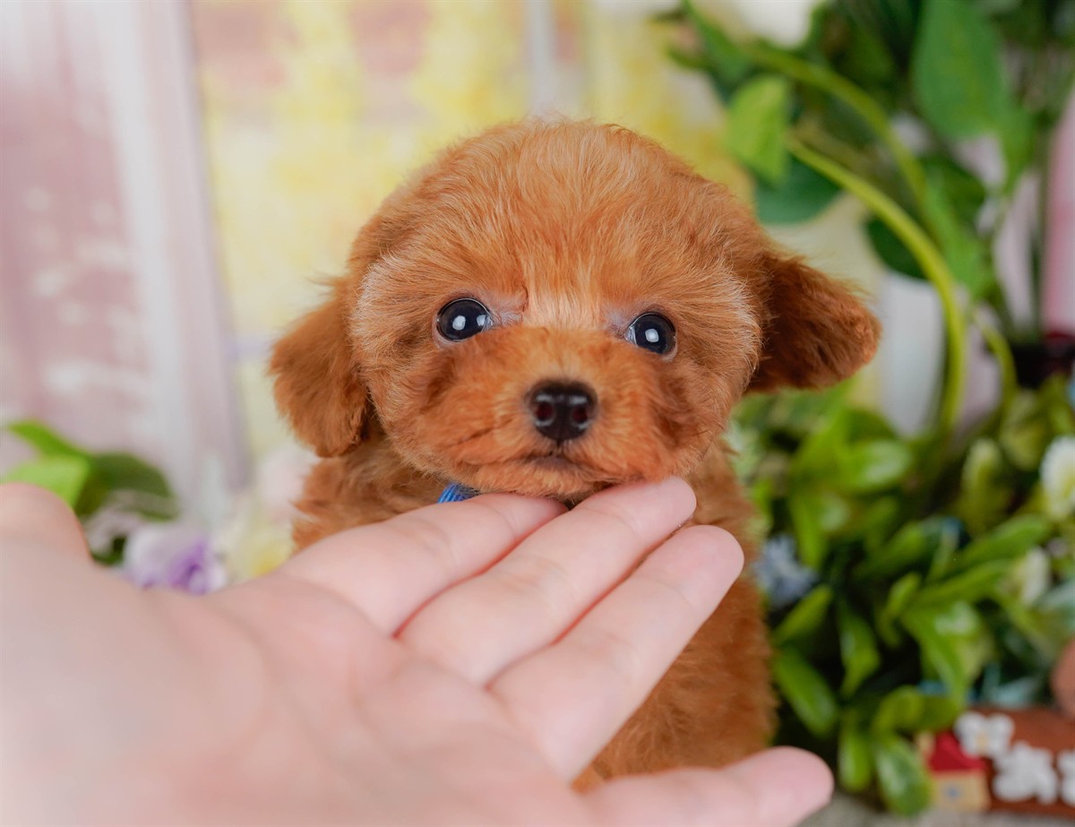 ティーカップ・プードル | 男の子 | レッド | 2026年2月17日（ID:dog-200015623）