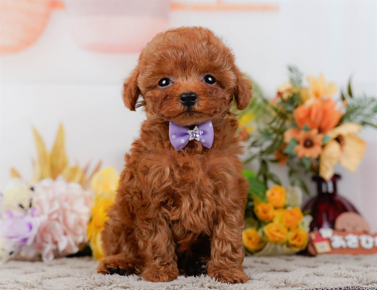 ティーカップ・プードル | 男の子 | レッド | 2026年2月17日（ID:dog-200015624）