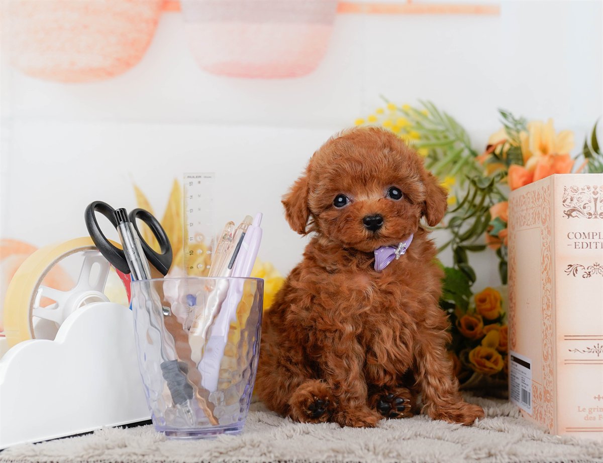 ティーカップ・プードル | 男の子 | レッド | 2026年2月17日（ID:dog-200015624）