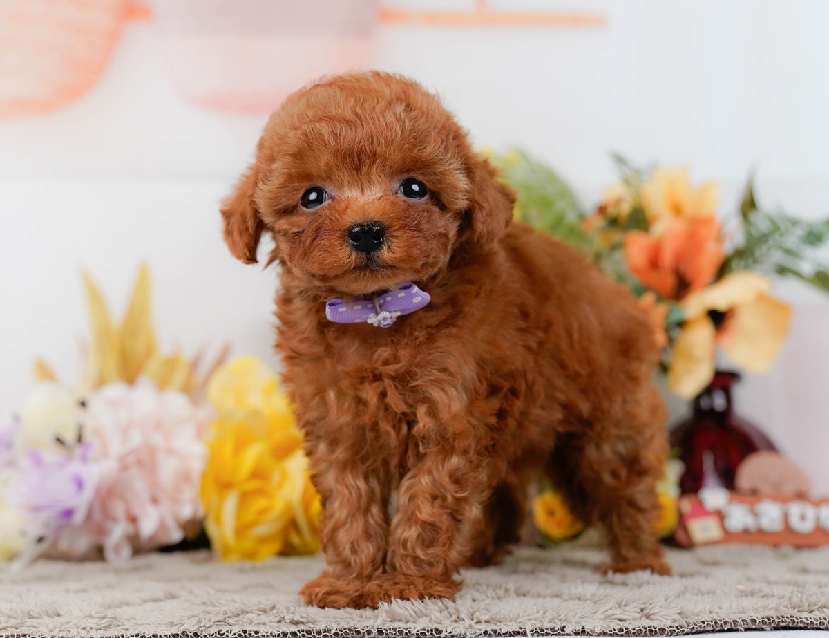 ティーカップ・プードル | 男の子 | レッド | 2026年2月17日（ID:dog-200015624）