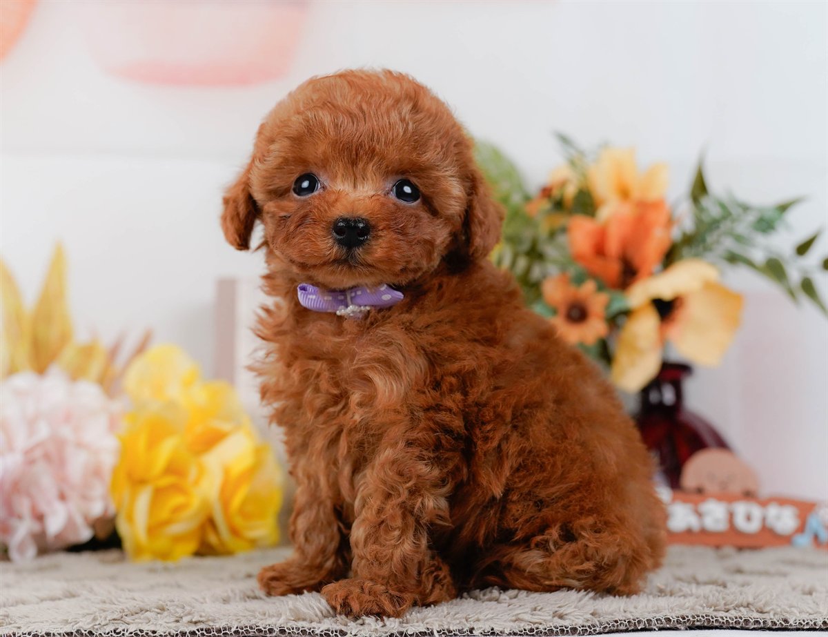 ティーカップ・プードル | 男の子 | レッド | 2026年2月17日（ID:dog-200015624）