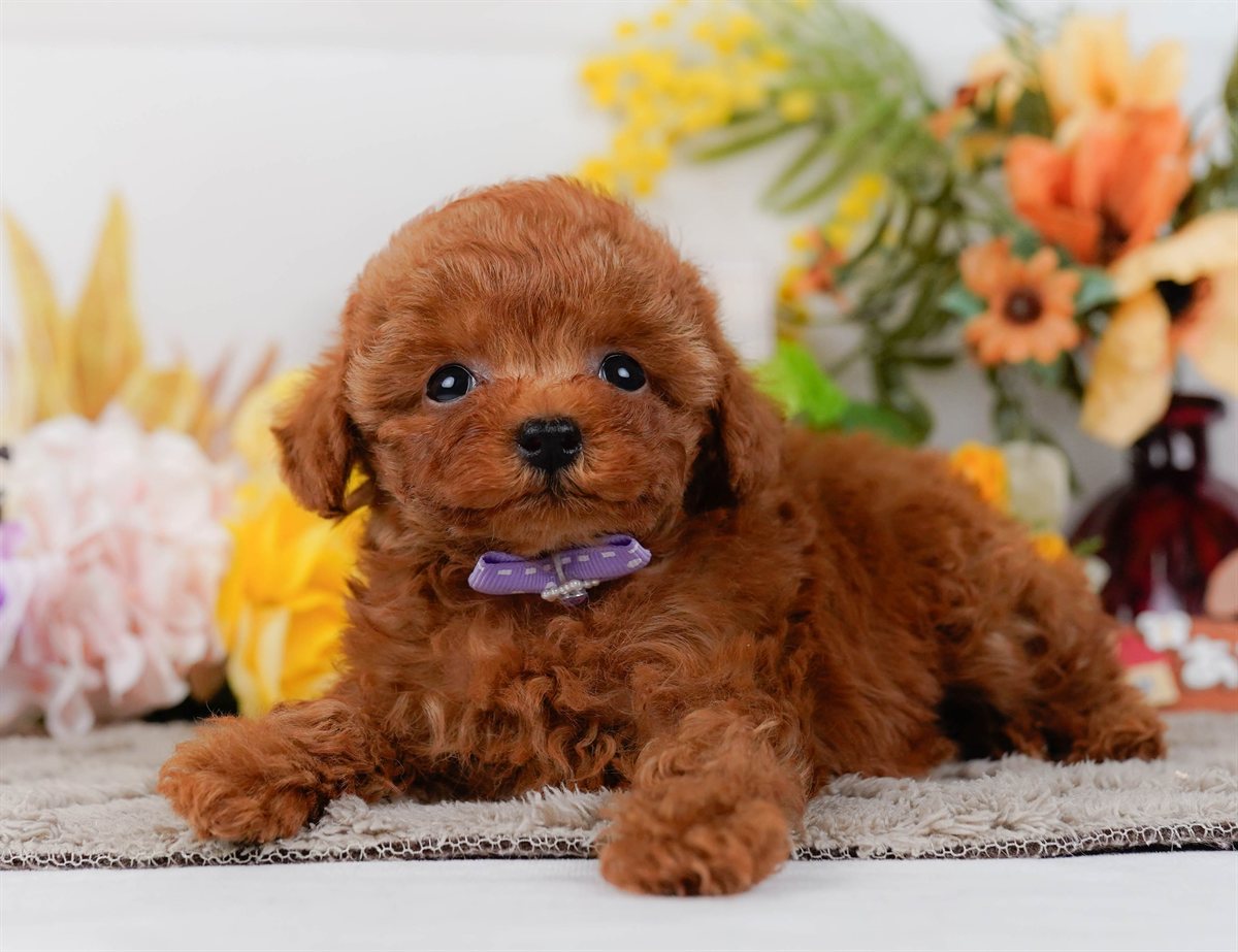 ティーカップ・プードル | 男の子 | レッド | 2026年2月17日（ID:dog-200015624）