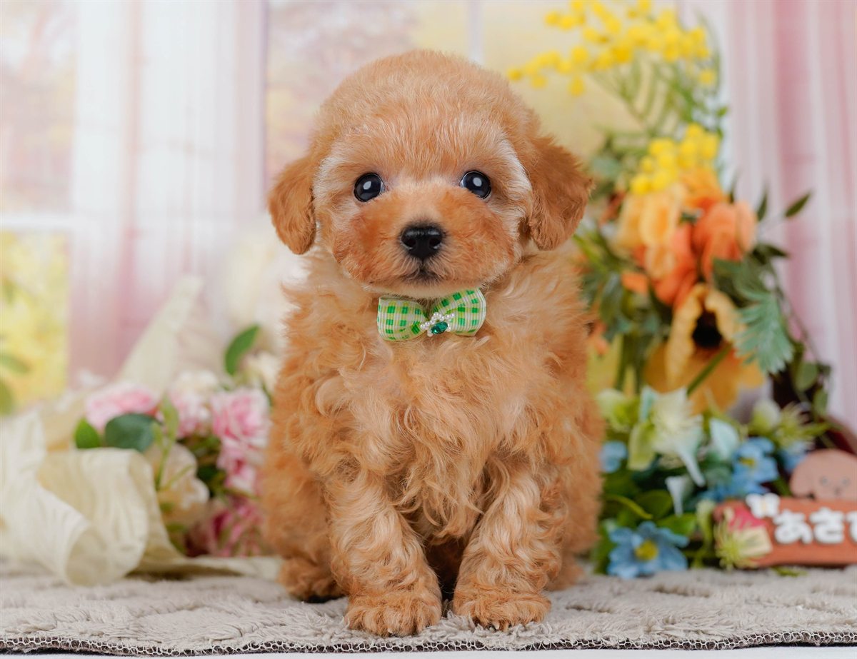 ティーカップ・プードル | 男の子 | アプリコット | 2026年2月17日（ID:dog-200015625）