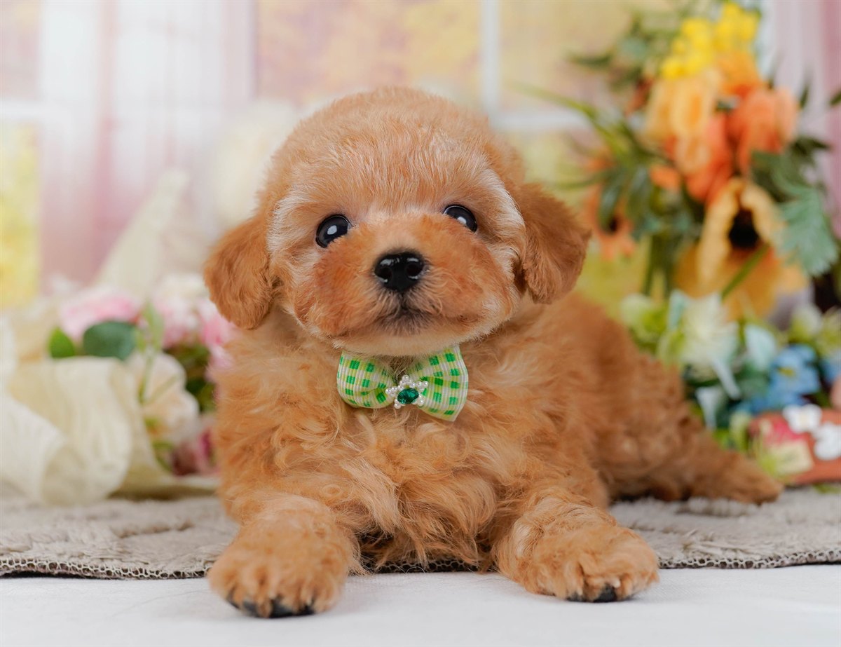 ティーカップ・プードル | 男の子 | アプリコット | 2026年2月17日（ID:dog-200015625）