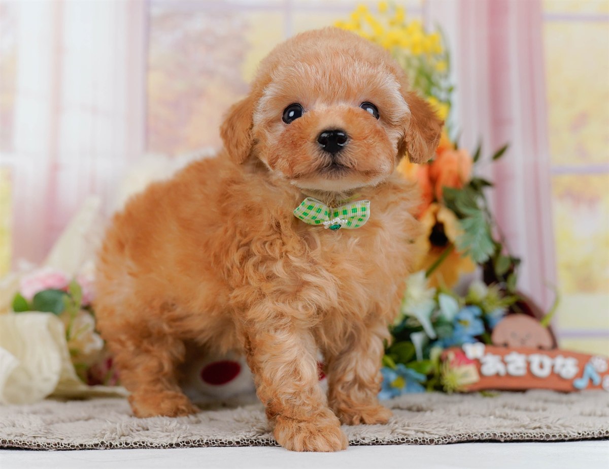 ティーカップ・プードル | 男の子 | アプリコット | 2026年2月17日（ID:dog-200015625）