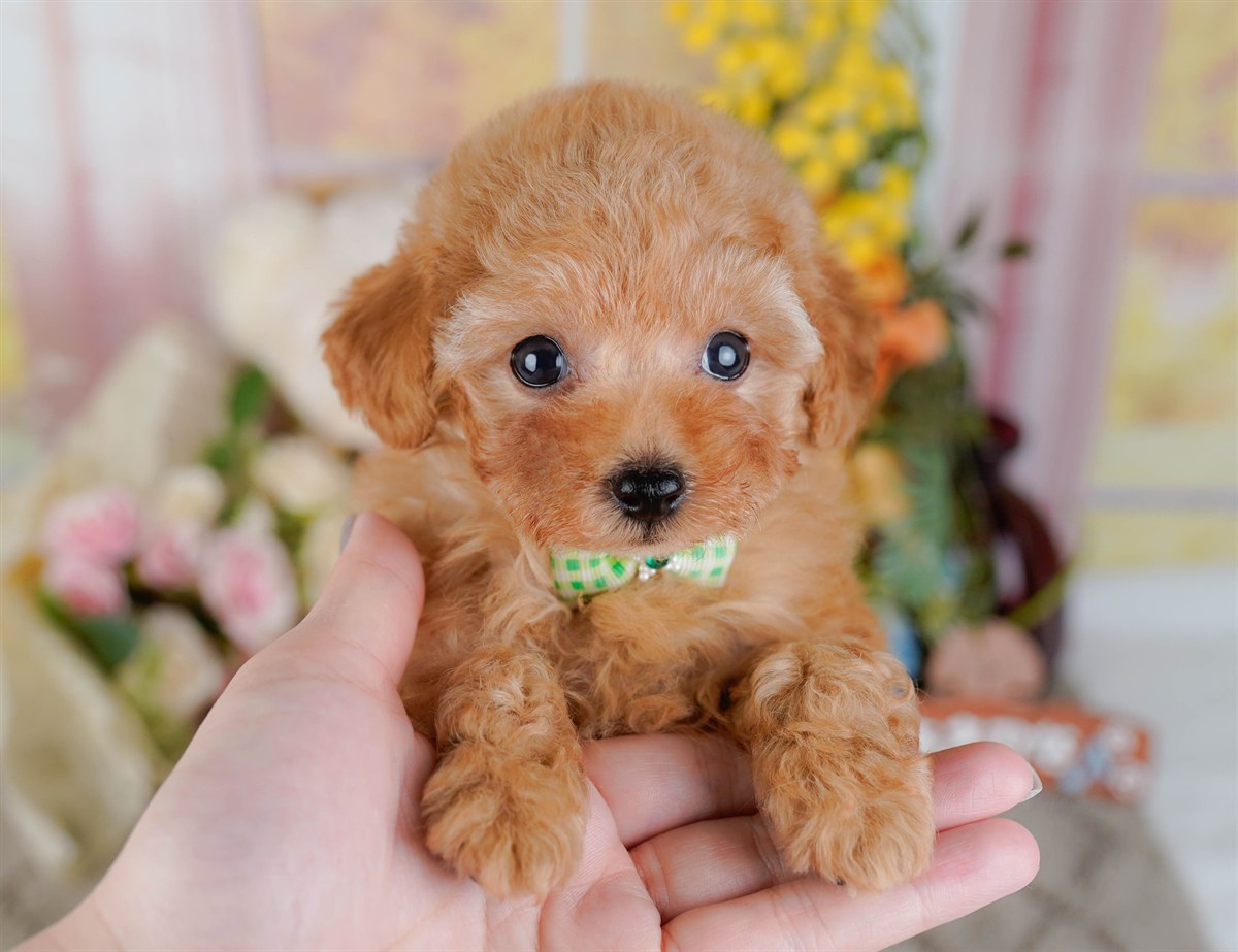 ティーカップ・プードル | 男の子 | アプリコット | 2026年2月17日（ID:dog-200015625）