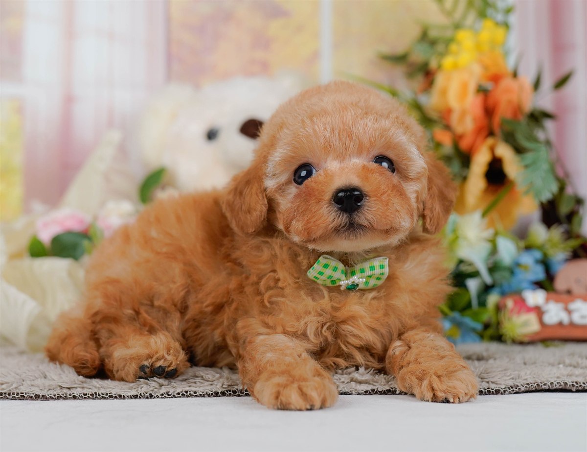ティーカップ・プードル | 男の子 | アプリコット | 2026年2月17日（ID:dog-200015625）