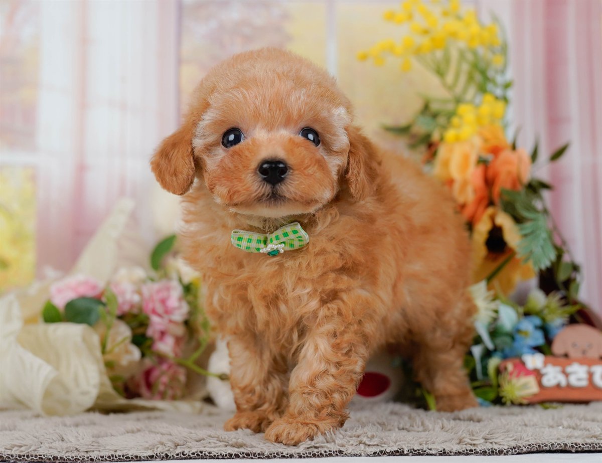 ティーカップ・プードル | 男の子 | アプリコット | 2026年2月17日（ID:dog-200015625）