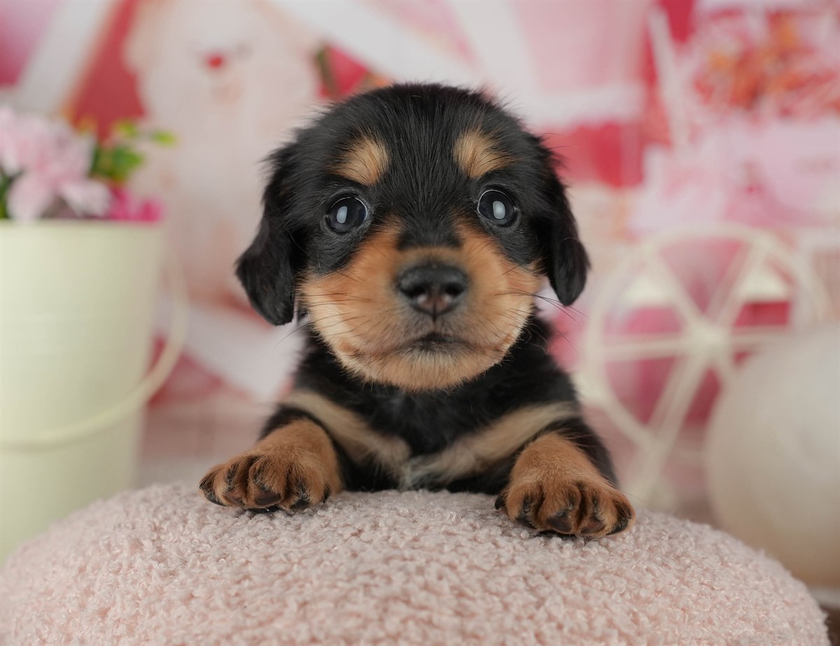 ミニチュア・ダックスフンド(ロング) | 男の子 | ブラック＆タン | 2026年2月18日（ID:dog-200015636）