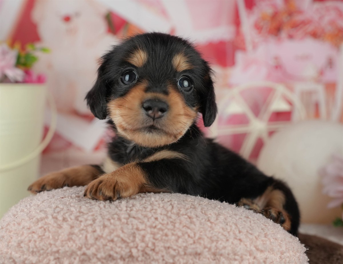 ミニチュア・ダックスフンド(ロング) | 男の子 | ブラック＆タン | 2026年2月18日（ID:dog-200015636）