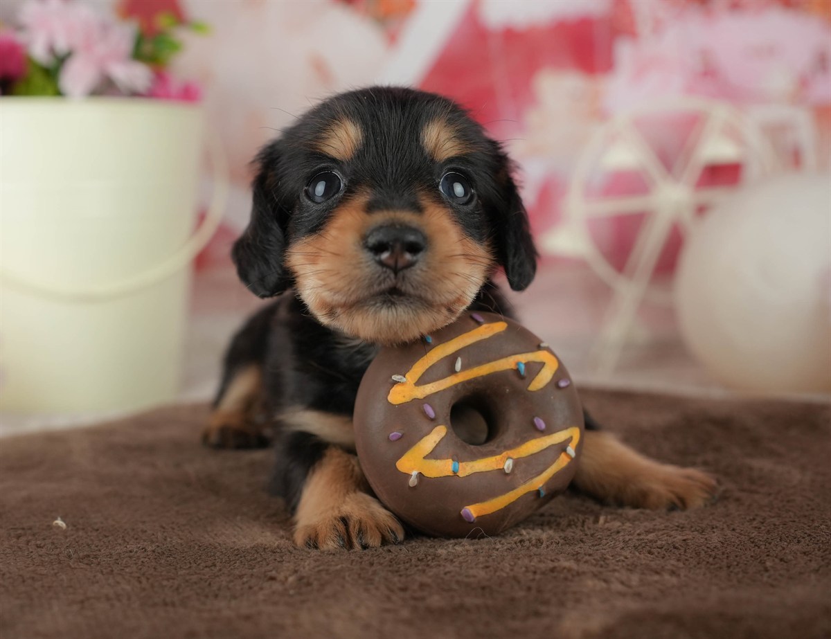 ミニチュア・ダックスフンド(ロング) | 男の子 | ブラック＆タン | 2026年2月18日（ID:dog-200015636）