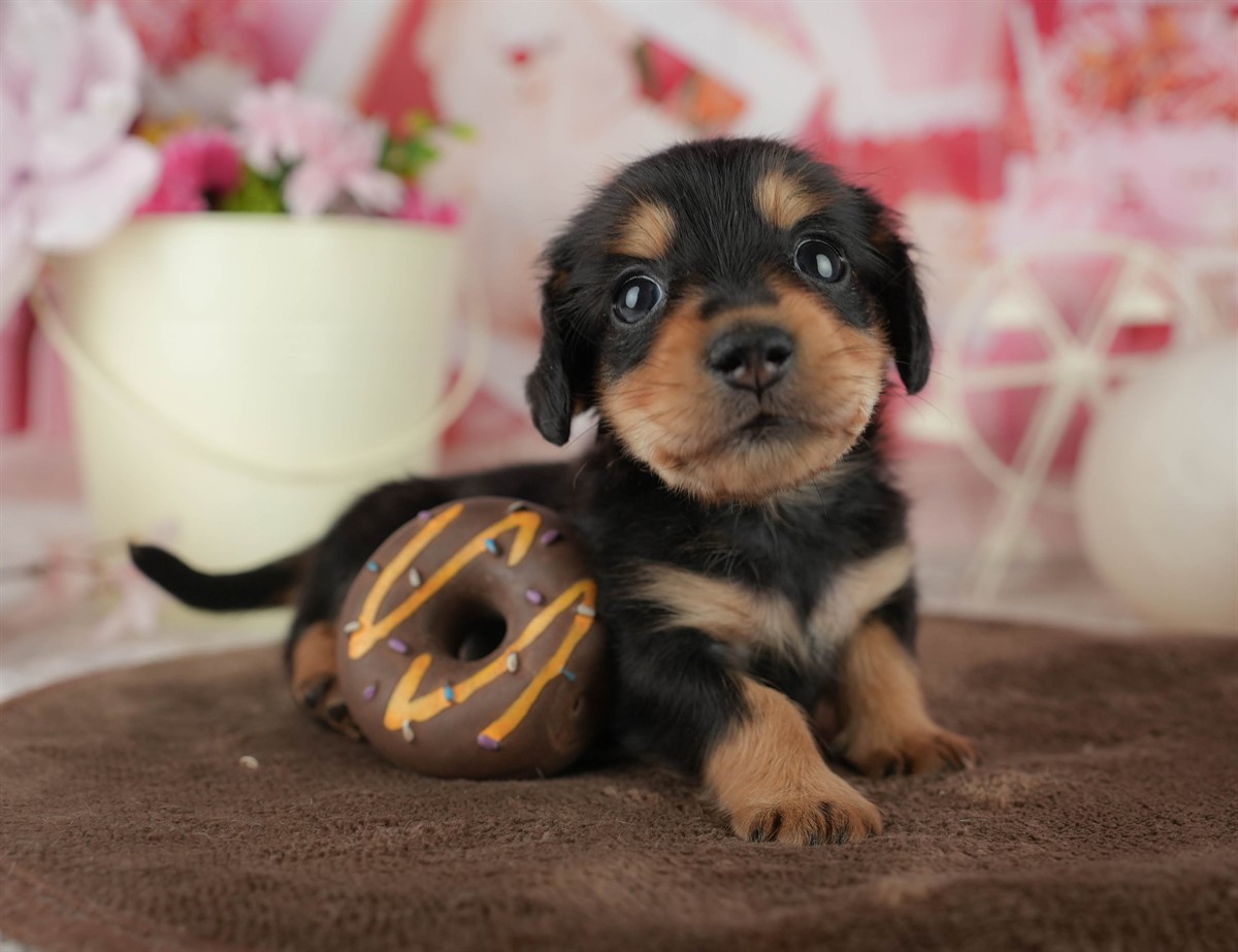 ミニチュア・ダックスフンド(ロング) | 男の子 | ブラック＆タン | 2026年2月18日（ID:dog-200015636）