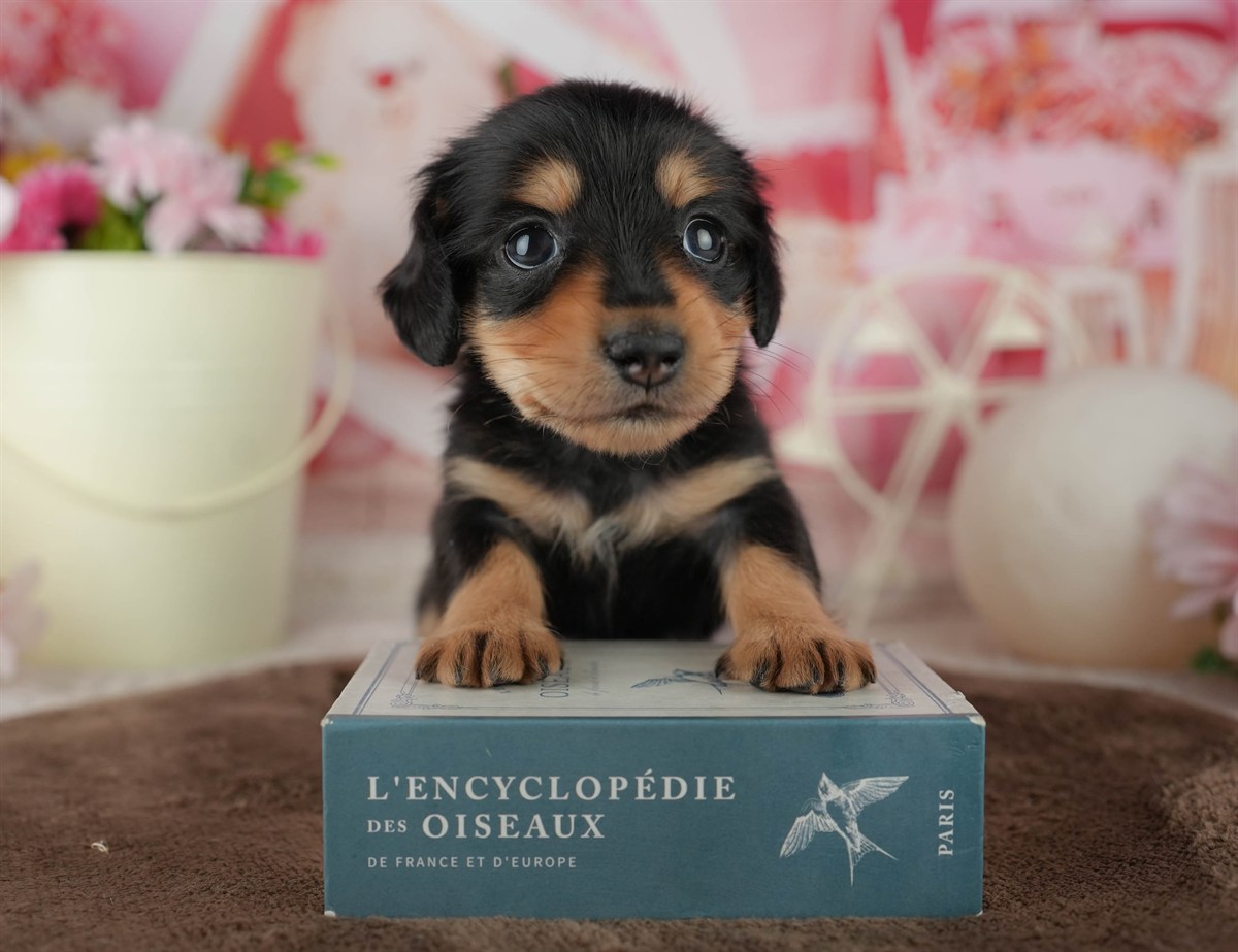 ミニチュア・ダックスフンド(ロング) | 男の子 | ブラック＆タン | 2026年2月18日（ID:dog-200015636）