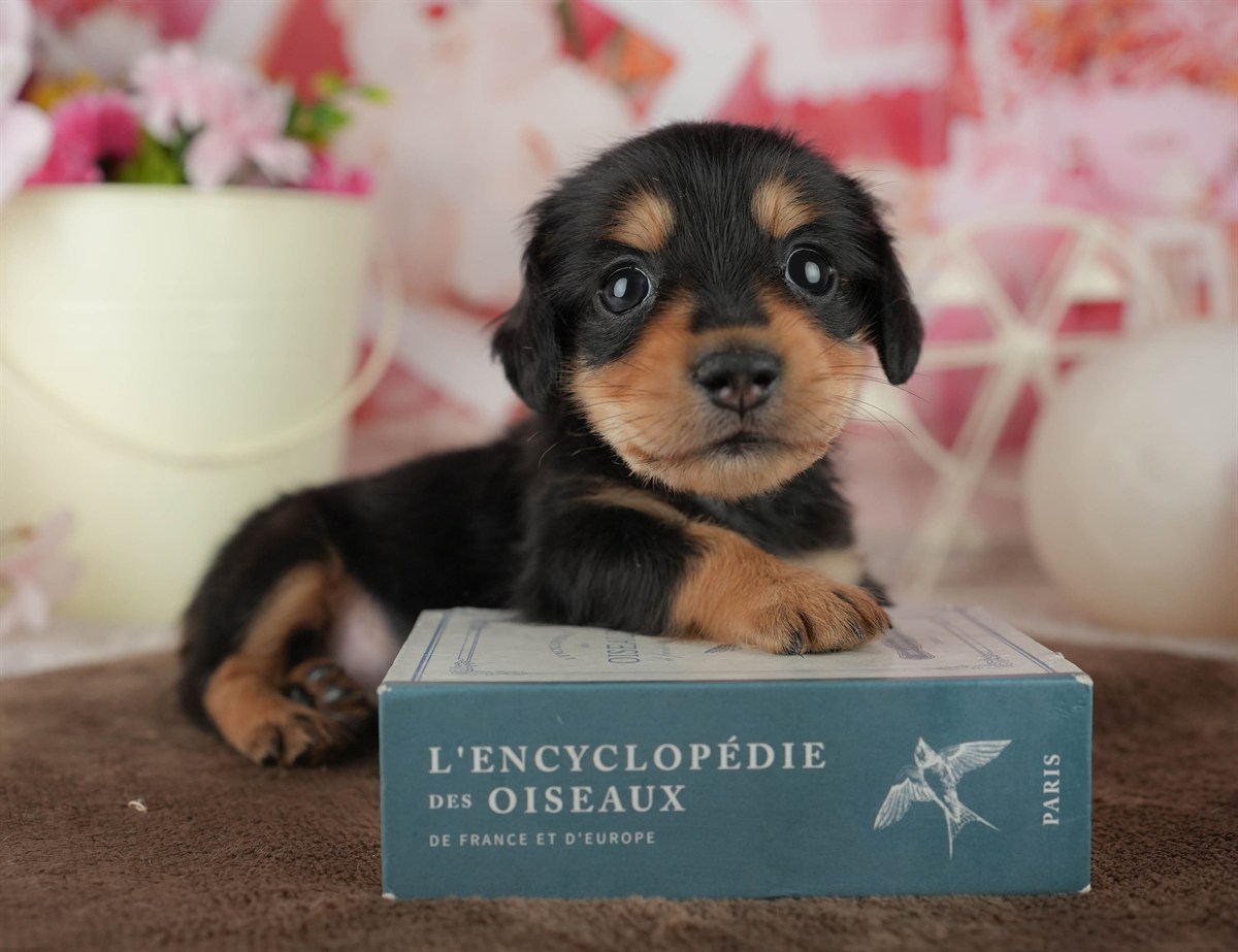 ミニチュア・ダックスフンド(ロング) | 男の子 | ブラック＆タン | 2026年2月18日（ID:dog-200015636）