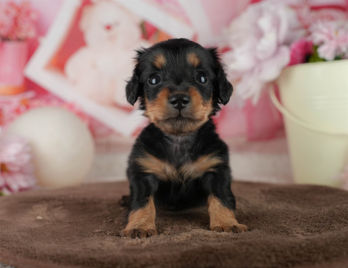 ミニチュア・ダックスフンド(ロング) | 女の子 | ブラック＆タン | 2026年2月18日（ID:dog-200015637）