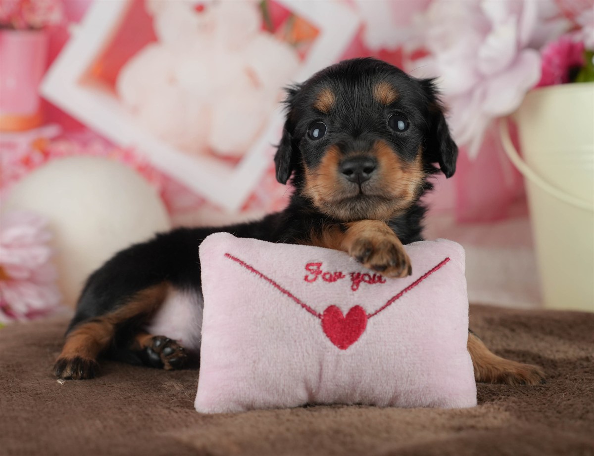 ミニチュア・ダックスフンド(ロング) | 女の子 | ブラック＆タン | 2026年2月18日（ID:dog-200015637）