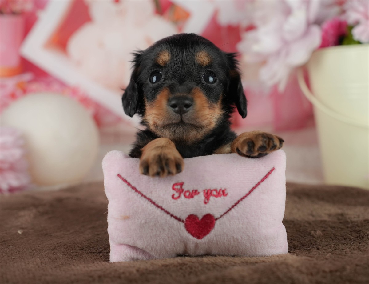 ミニチュア・ダックスフンド(ロング) | 女の子 | ブラック＆タン | 2026年2月18日（ID:dog-200015637）