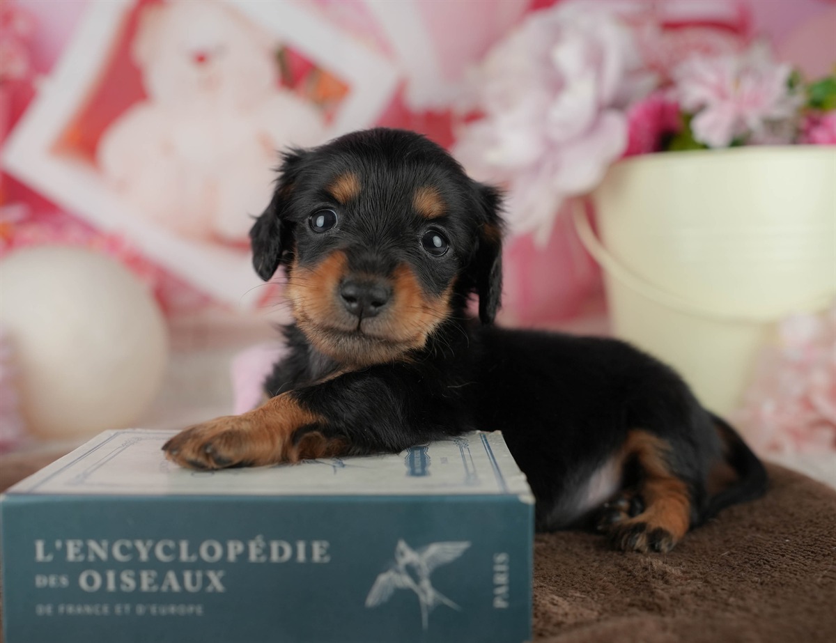 ミニチュア・ダックスフンド(ロング) | 女の子 | ブラック＆タン | 2026年2月18日（ID:dog-200015637）