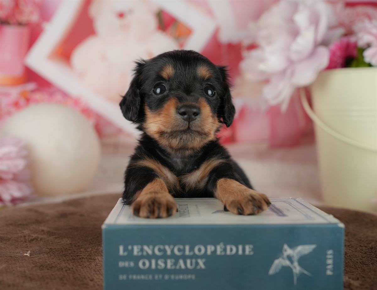 ミニチュア・ダックスフンド(ロング) | 女の子 | ブラック＆タン | 2026年2月18日（ID:dog-200015637）